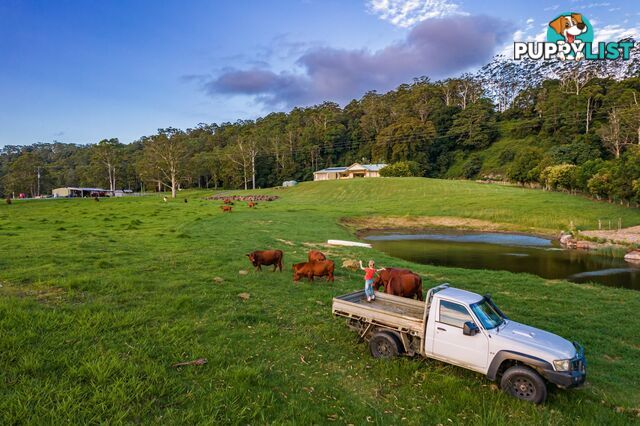 Tamborine Mountain QLD 4272