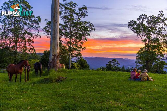 Tamborine Mountain QLD 4272