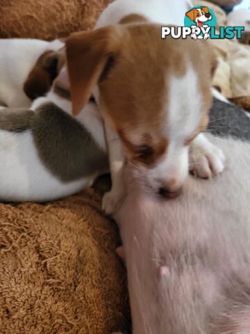 Georgous purebred Tenterfield Terrier Puppies. 8 wks. Male, Female.  Show winning bloodlines.