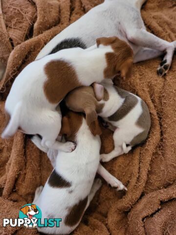 Georgous purebred Tenterfield Terrier Puppies. 8 wks. Male, Female.  Show winning bloodlines.