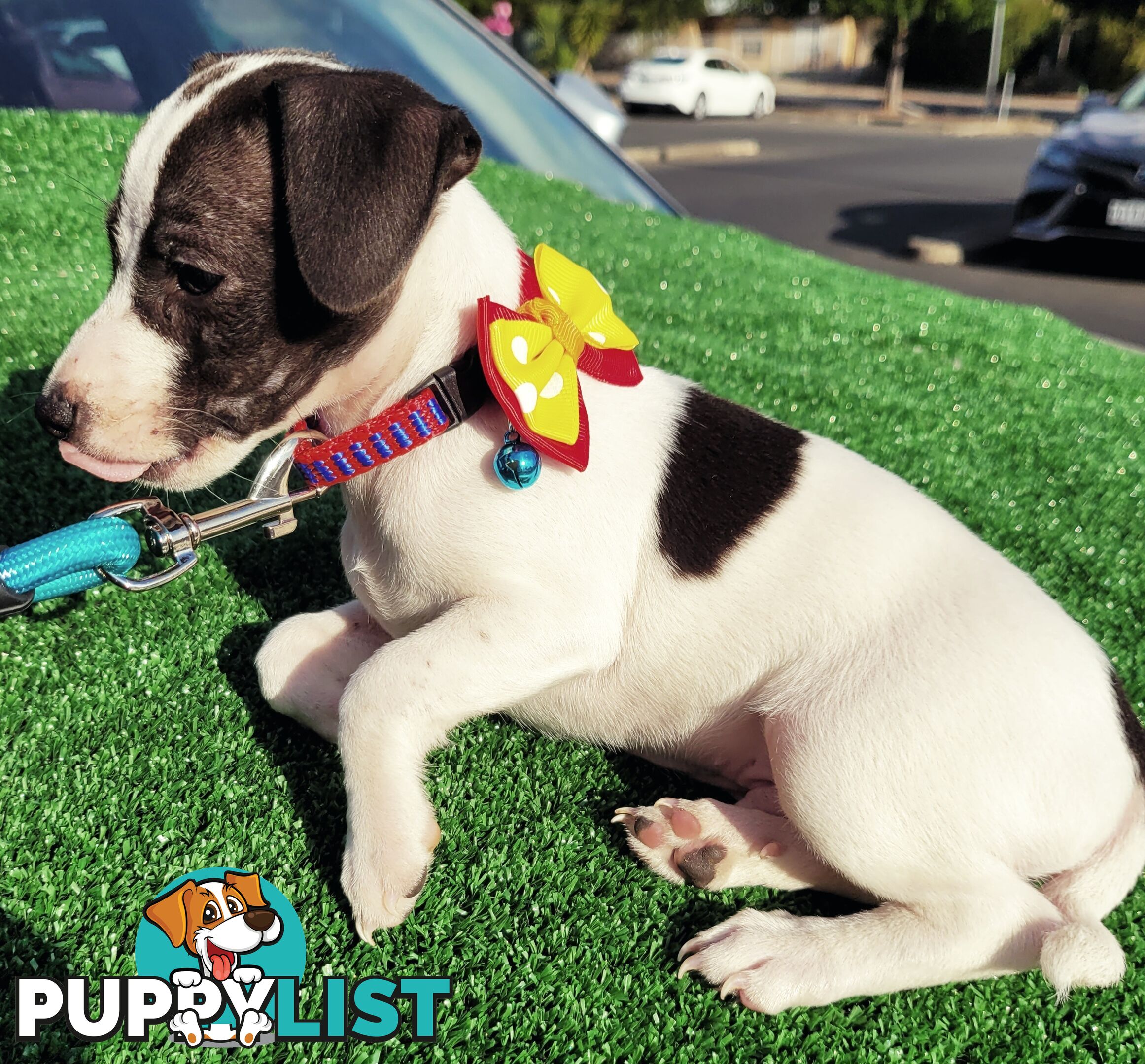 Tenterfield Terrier purebred puppy. Male.