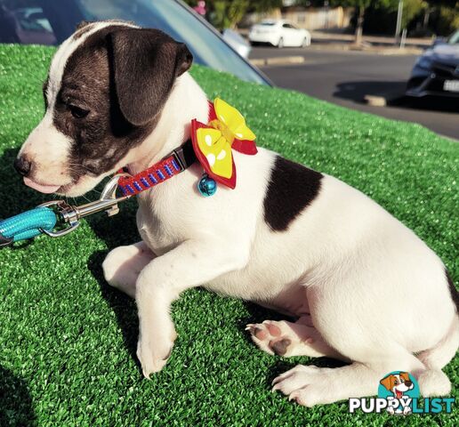 Tenterfield Terrier purebred puppy. Male.