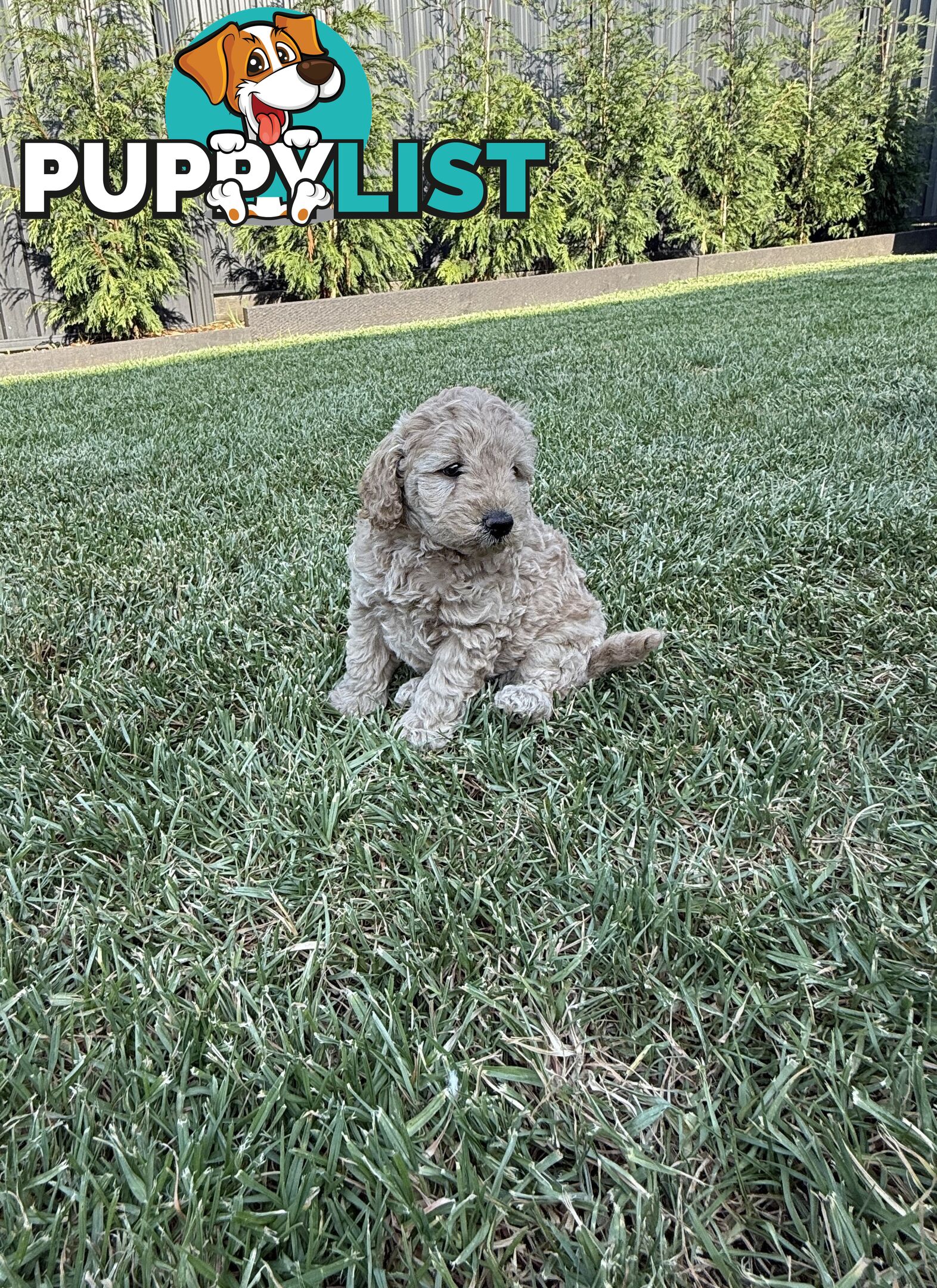 Mini Toy Poodle