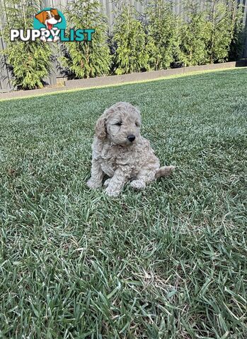 Mini Toy Poodle