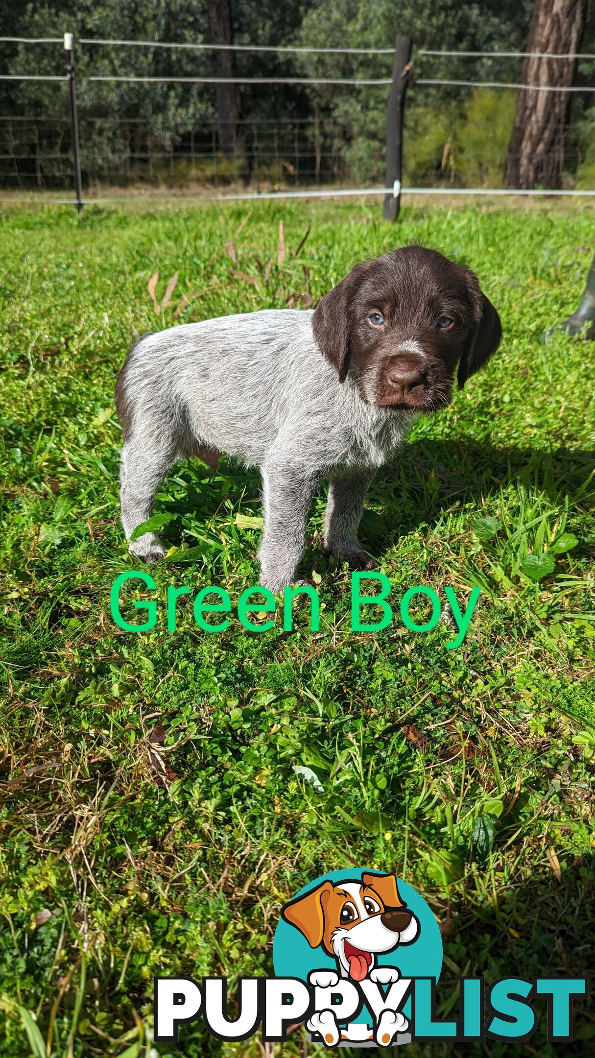 German Wirehair Pointer x Puppies