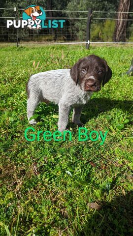 German Wirehair Pointer x Puppies