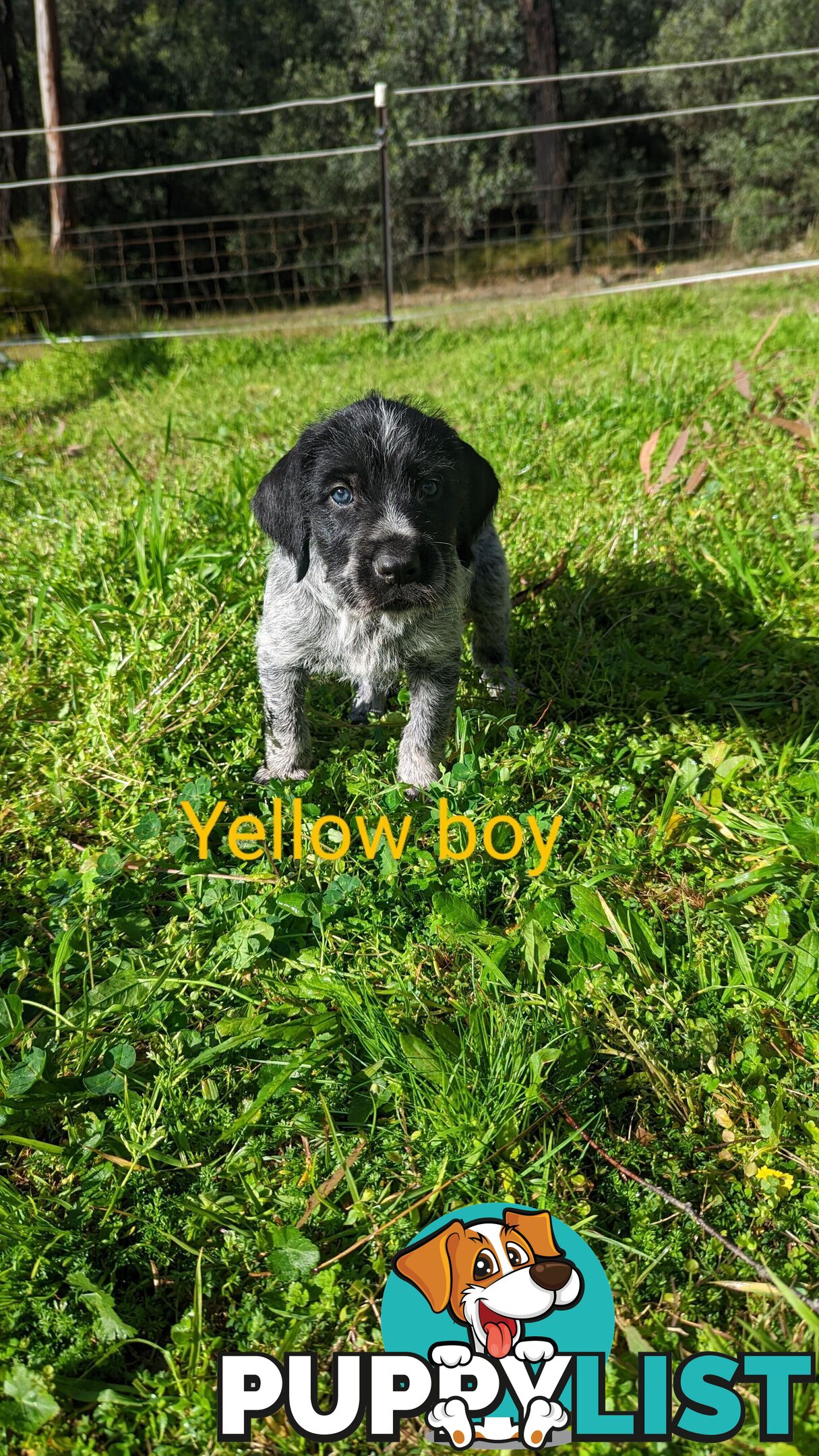 German Wirehair Pointer x Puppies