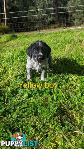German Wirehair Pointer x Puppies