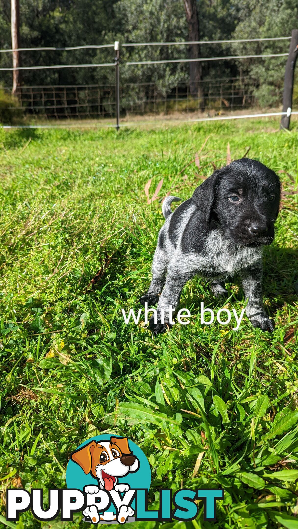 German Wirehair Pointer x Puppies