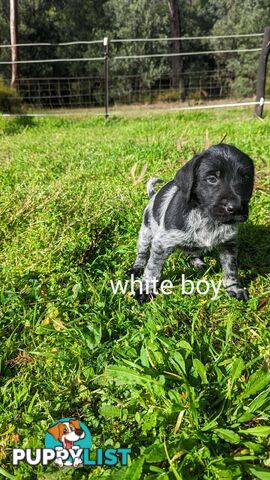 German Wirehair Pointer x Puppies