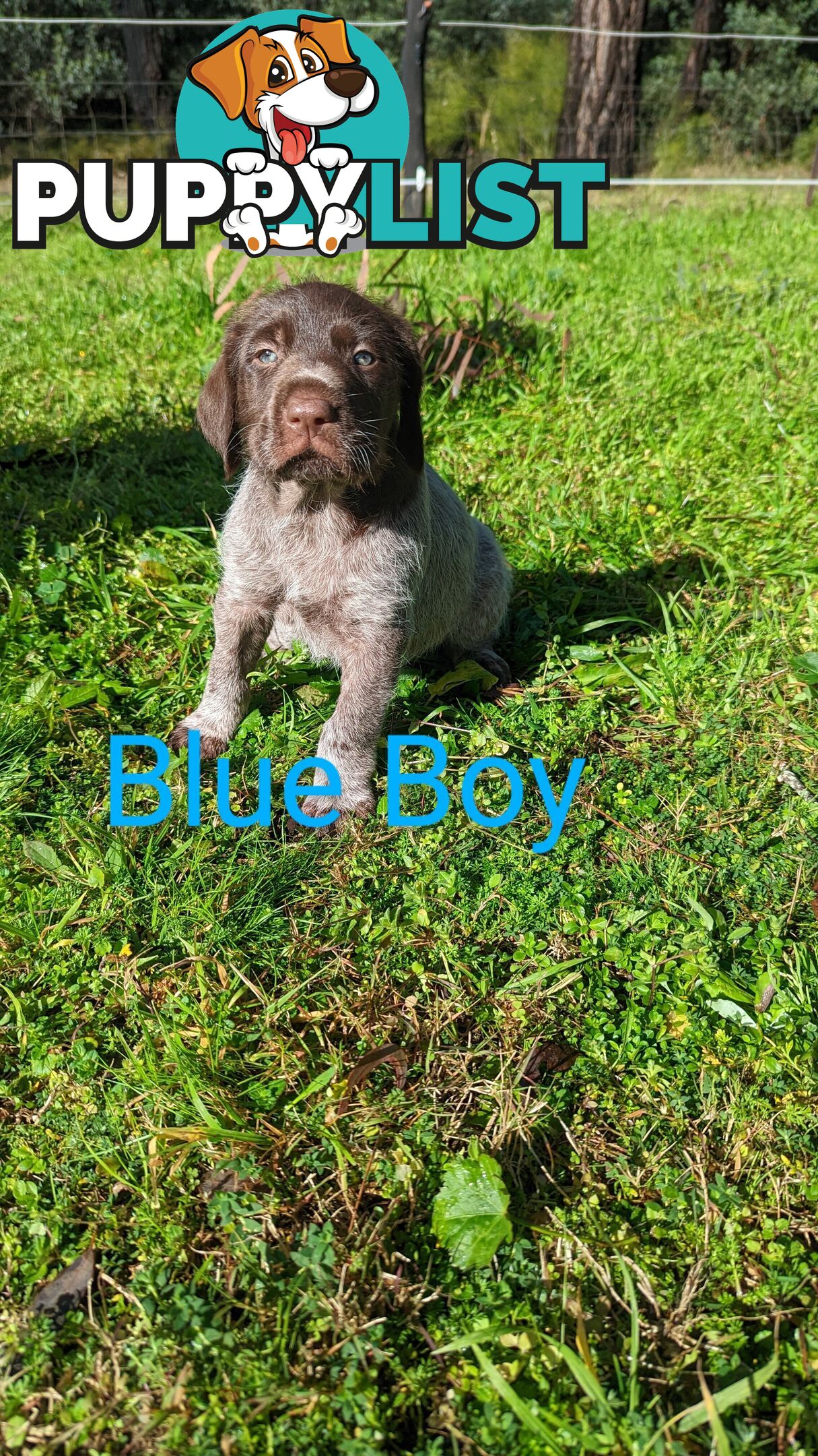 German Wirehair Pointer x Puppies