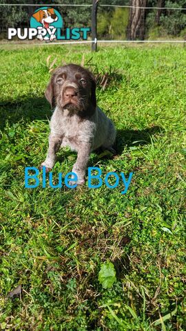 German Wirehair Pointer x Puppies