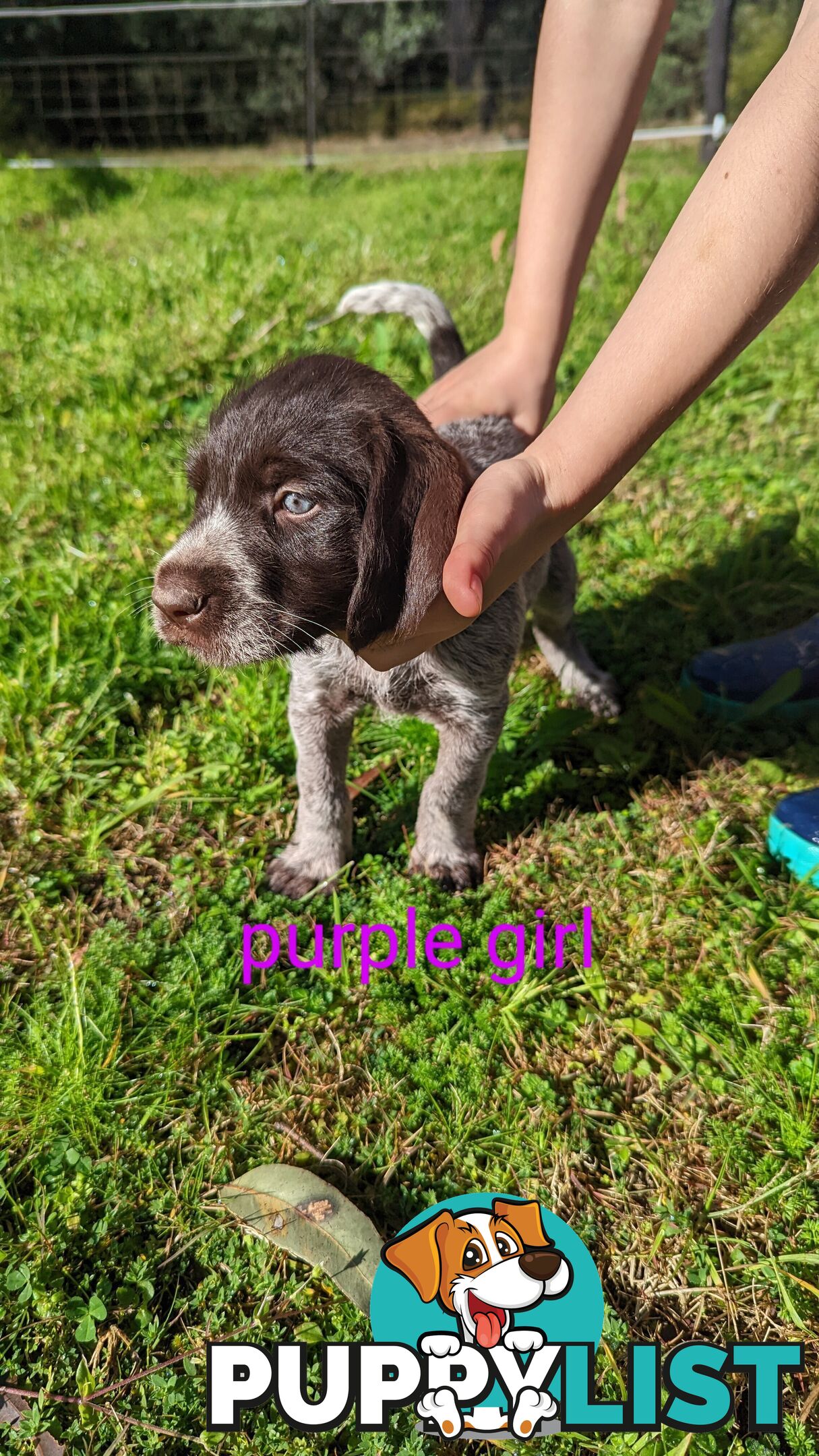 German Wirehair Pointer x Puppies