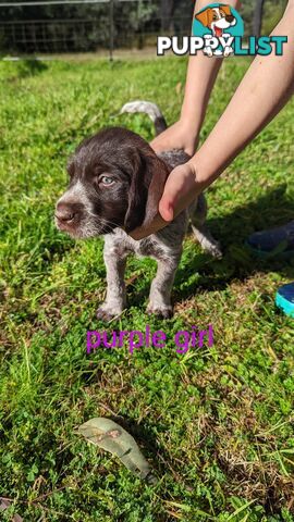 German Wirehair Pointer x Puppies