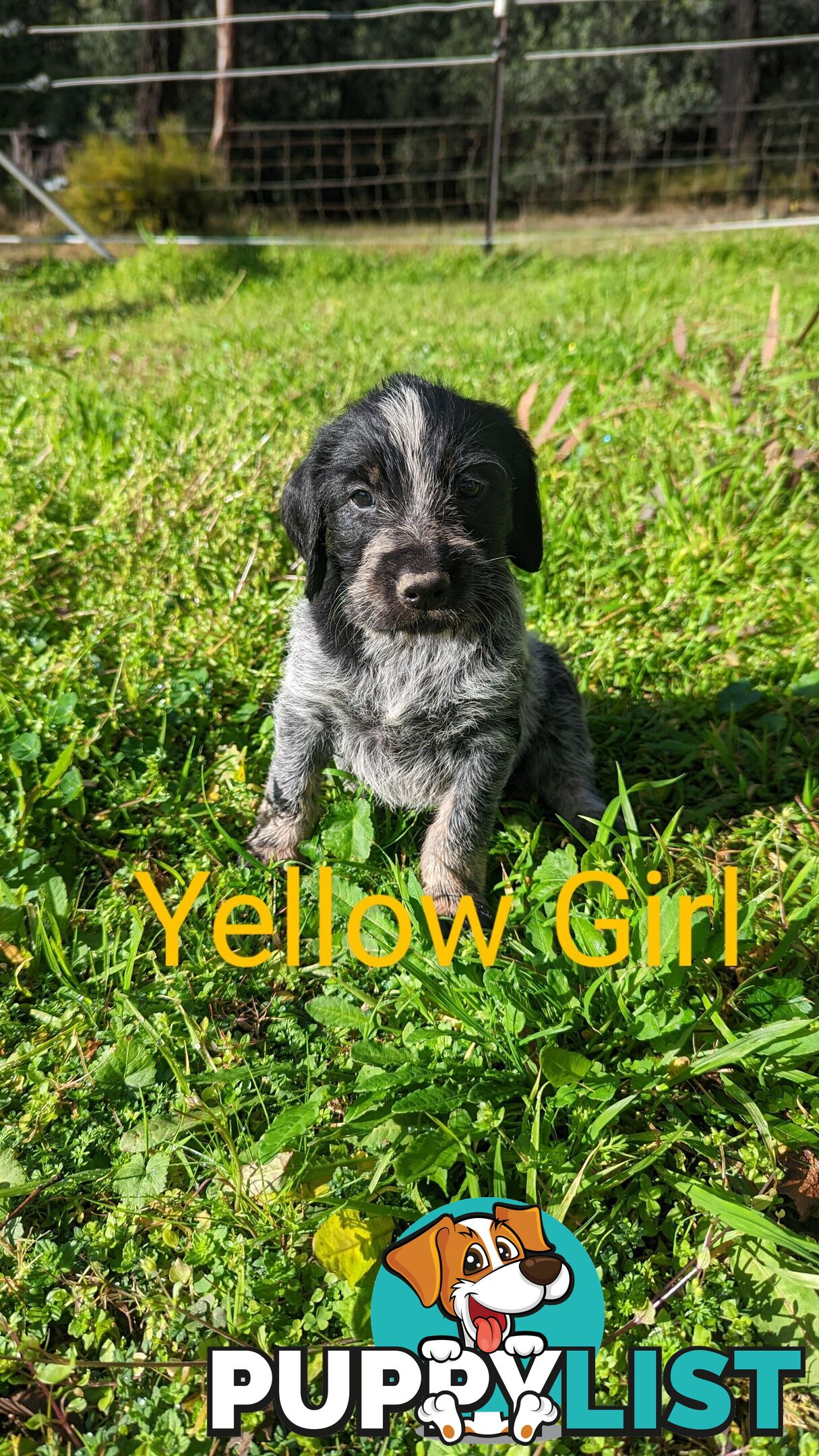 German Wirehair Pointer x Puppies