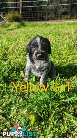 German Wirehair Pointer x Puppies