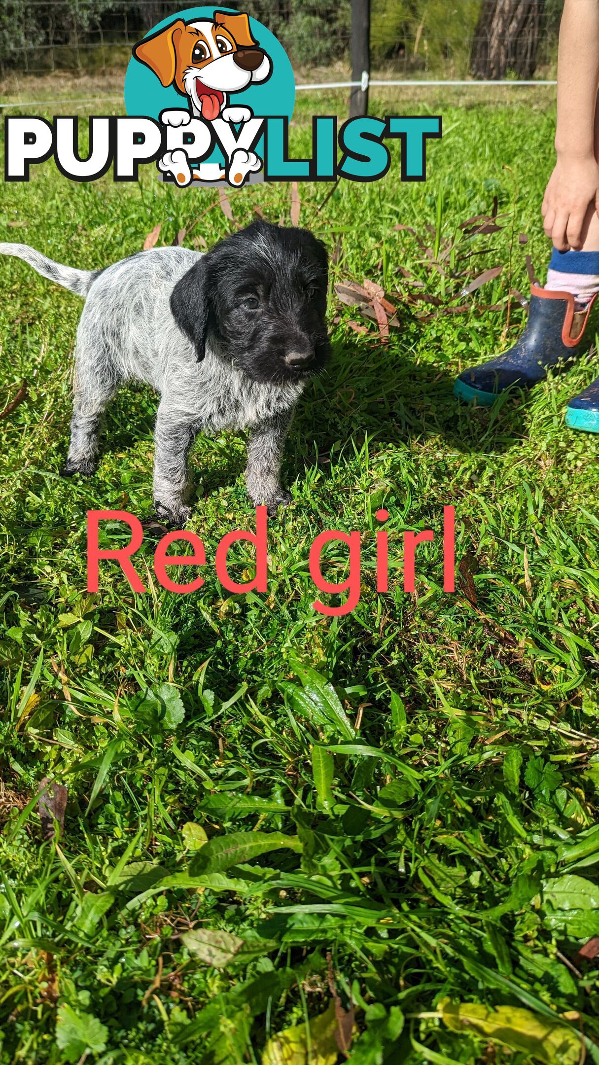 German Wirehair Pointer x Puppies