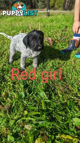 German Wirehair Pointer x Puppies