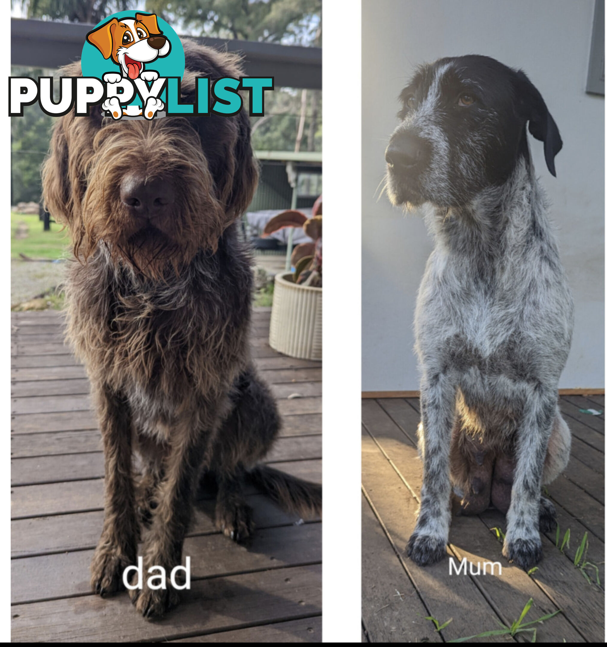 German Wirehair Pointer x Puppies