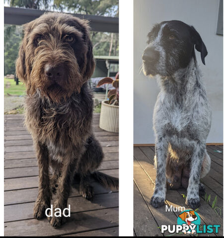 German Wirehair Pointer x Puppies