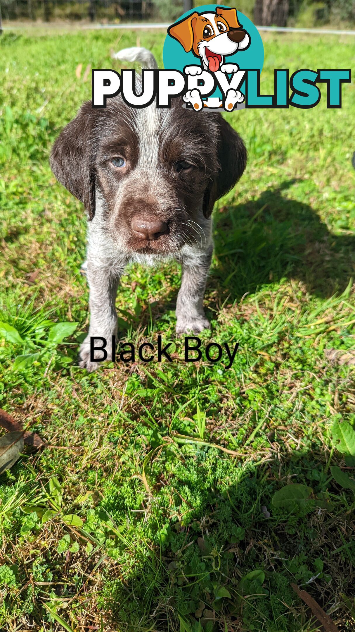 German Wirehair Pointer x Puppies