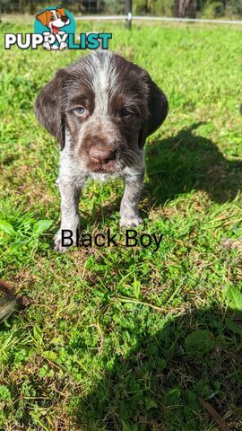 German Wirehair Pointer x Puppies