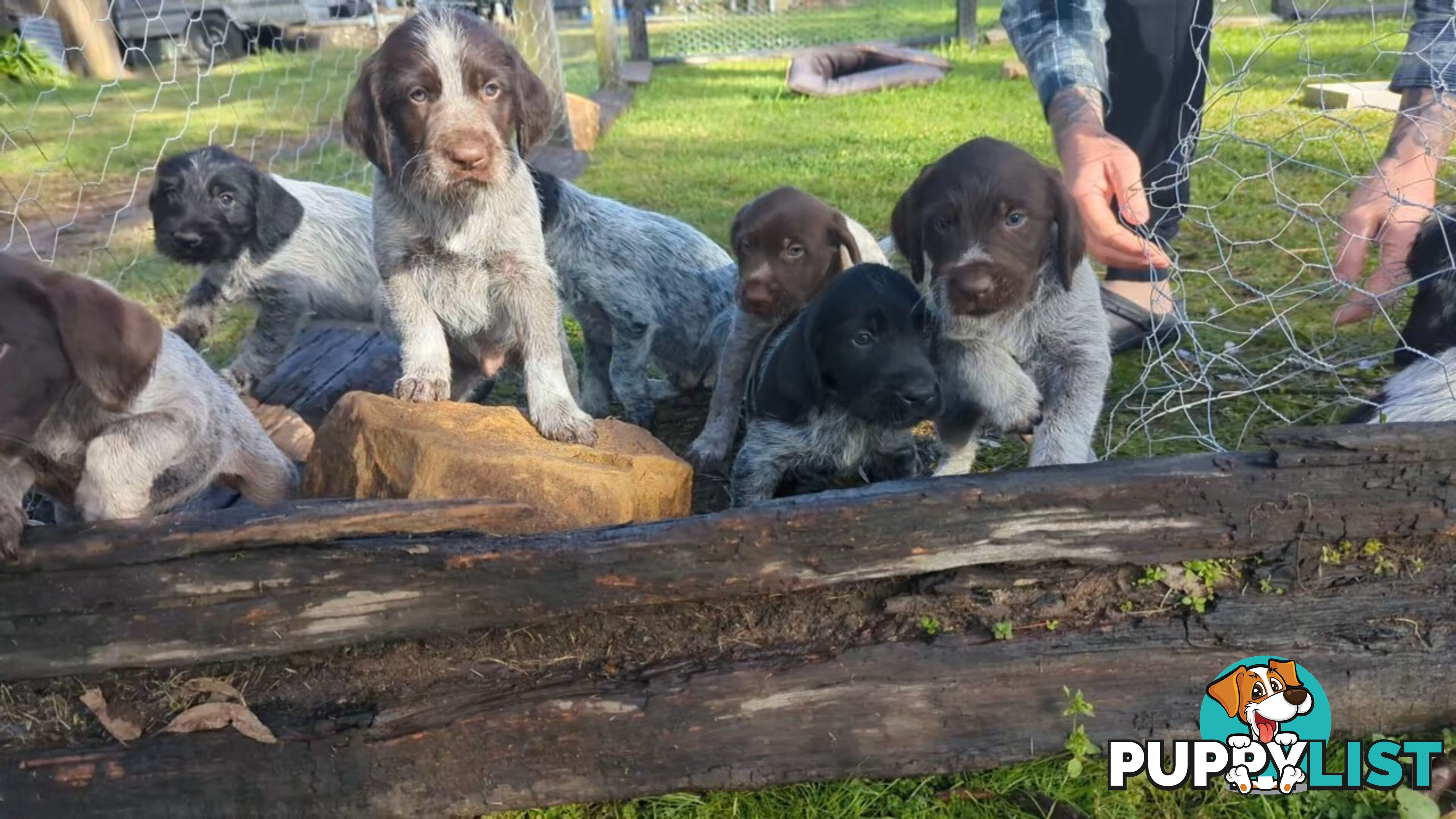 German Wirehair Pointer x Puppies