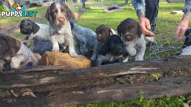 German Wirehair Pointer x Puppies