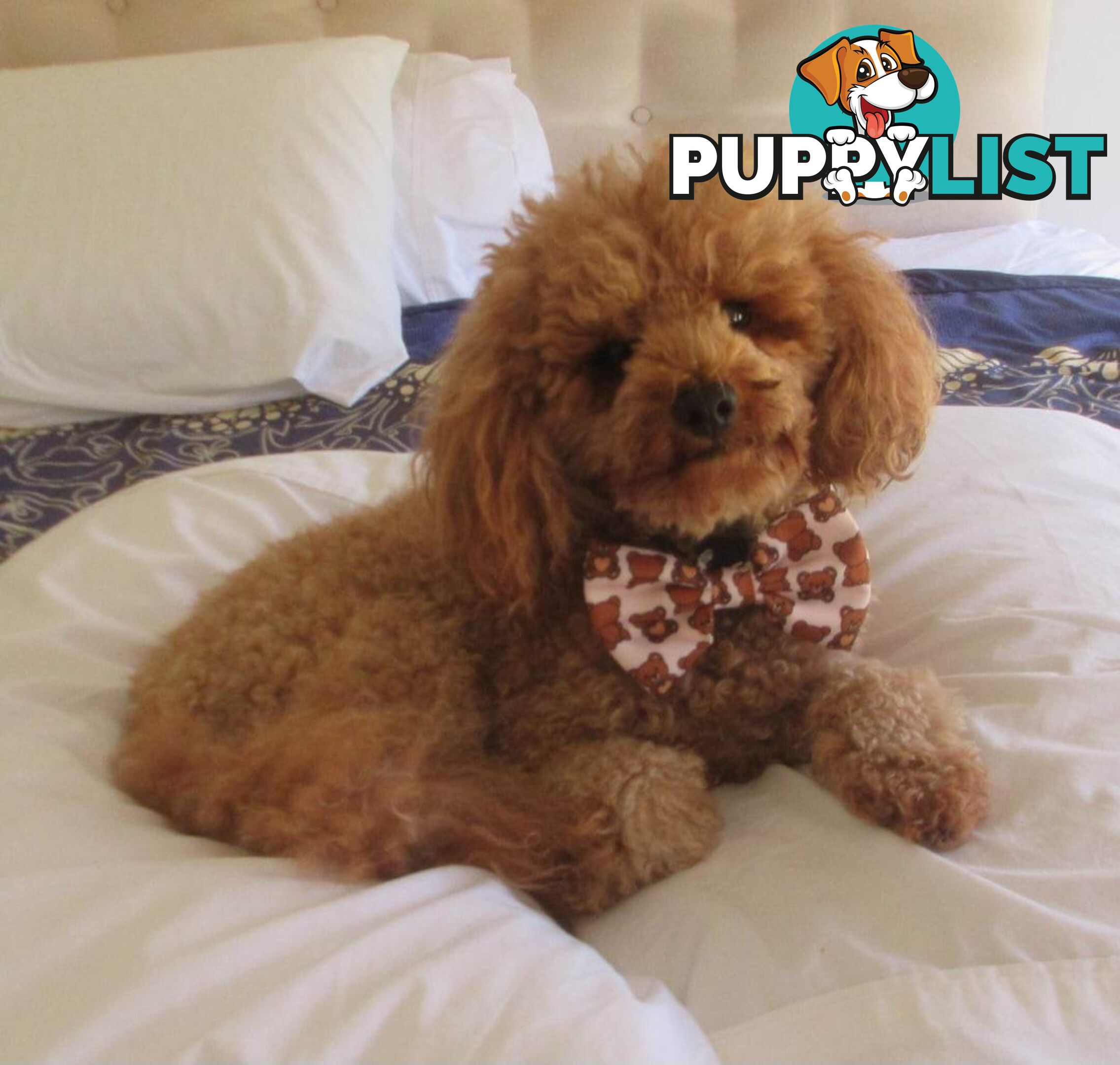 Stud dog Red Toy Poodle stud services