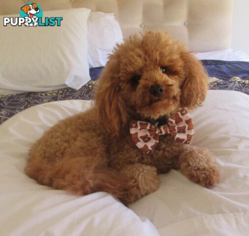 Stud dog Red Toy Poodle stud services