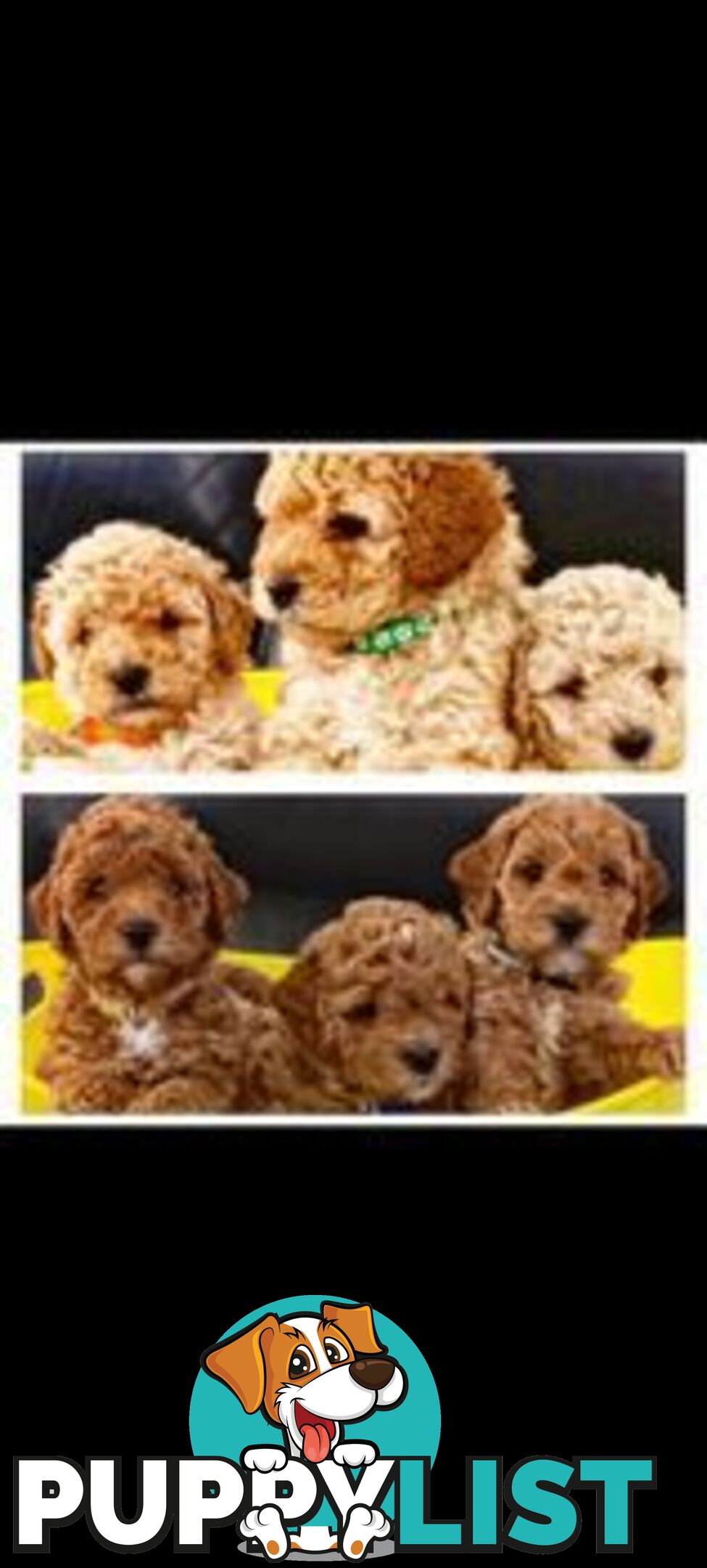 Stud dog Red Toy Poodle stud services