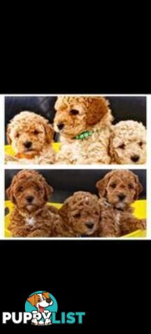 Stud dog Red Toy Poodle stud services