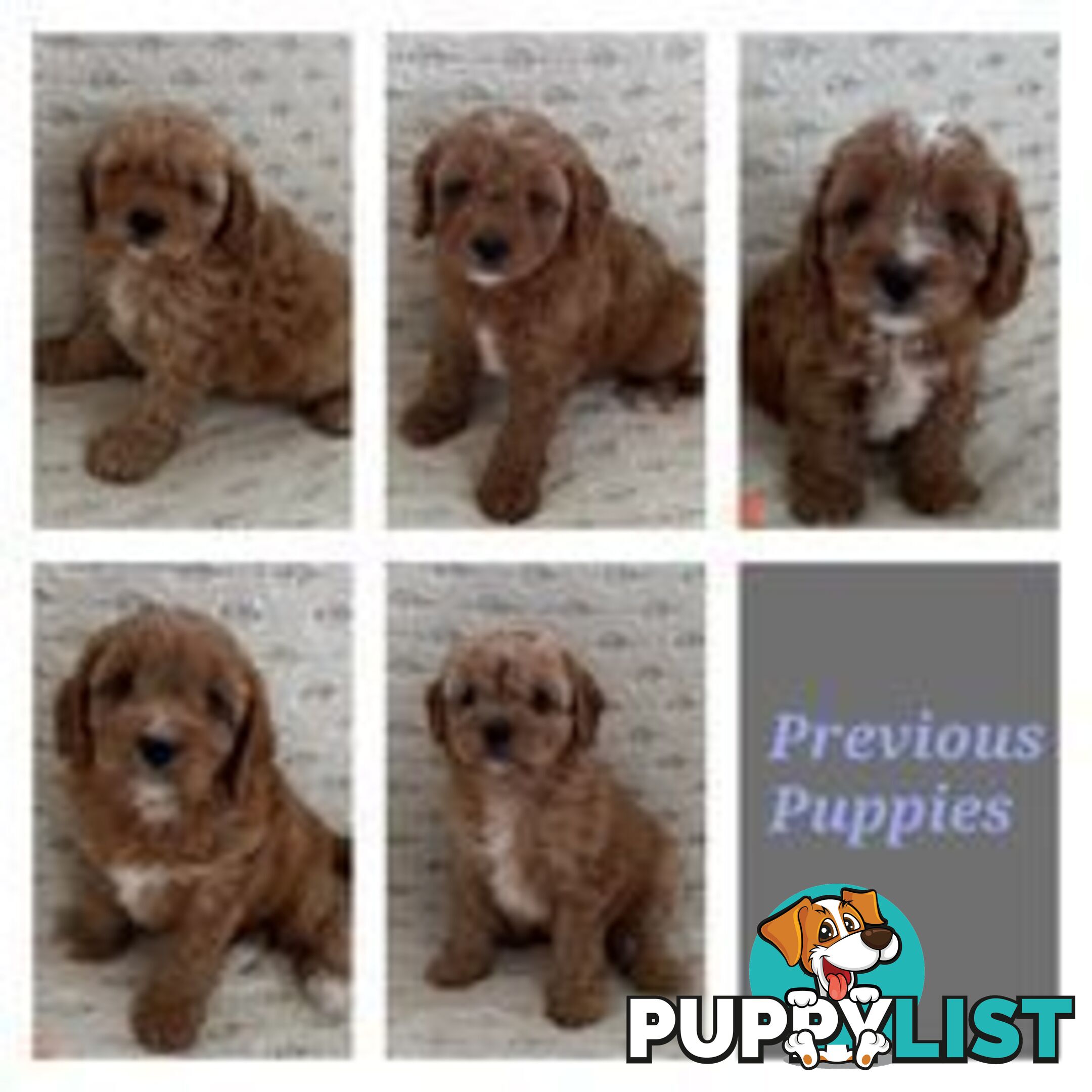 Stud dog Red Toy Poodle stud services