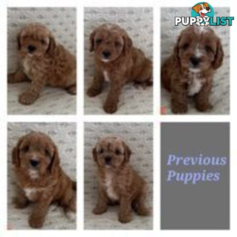 Stud dog Red Toy Poodle stud services