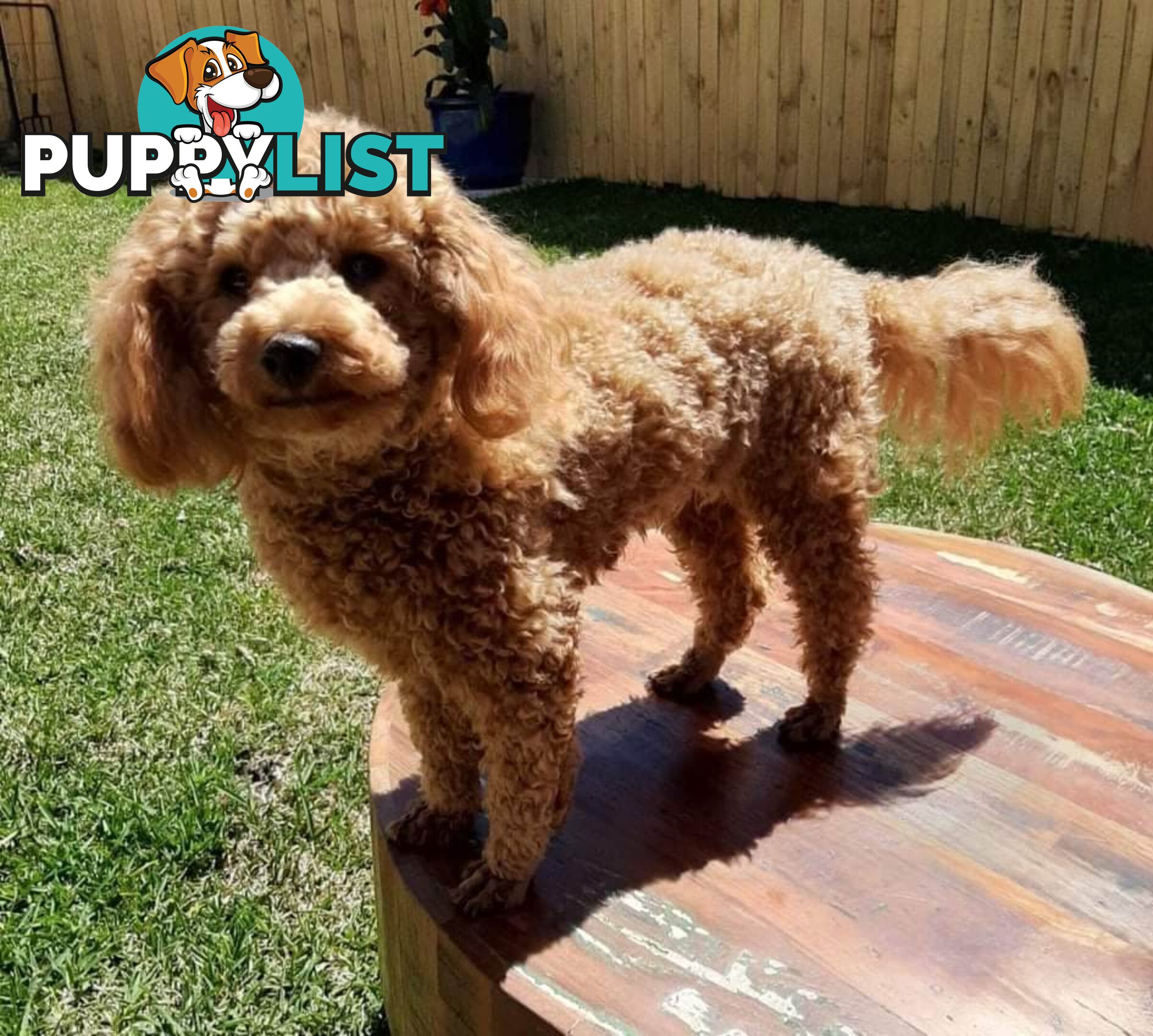 Stud dog Red Toy Poodle stud services