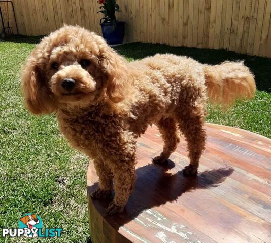 Stud dog Red Toy Poodle stud services