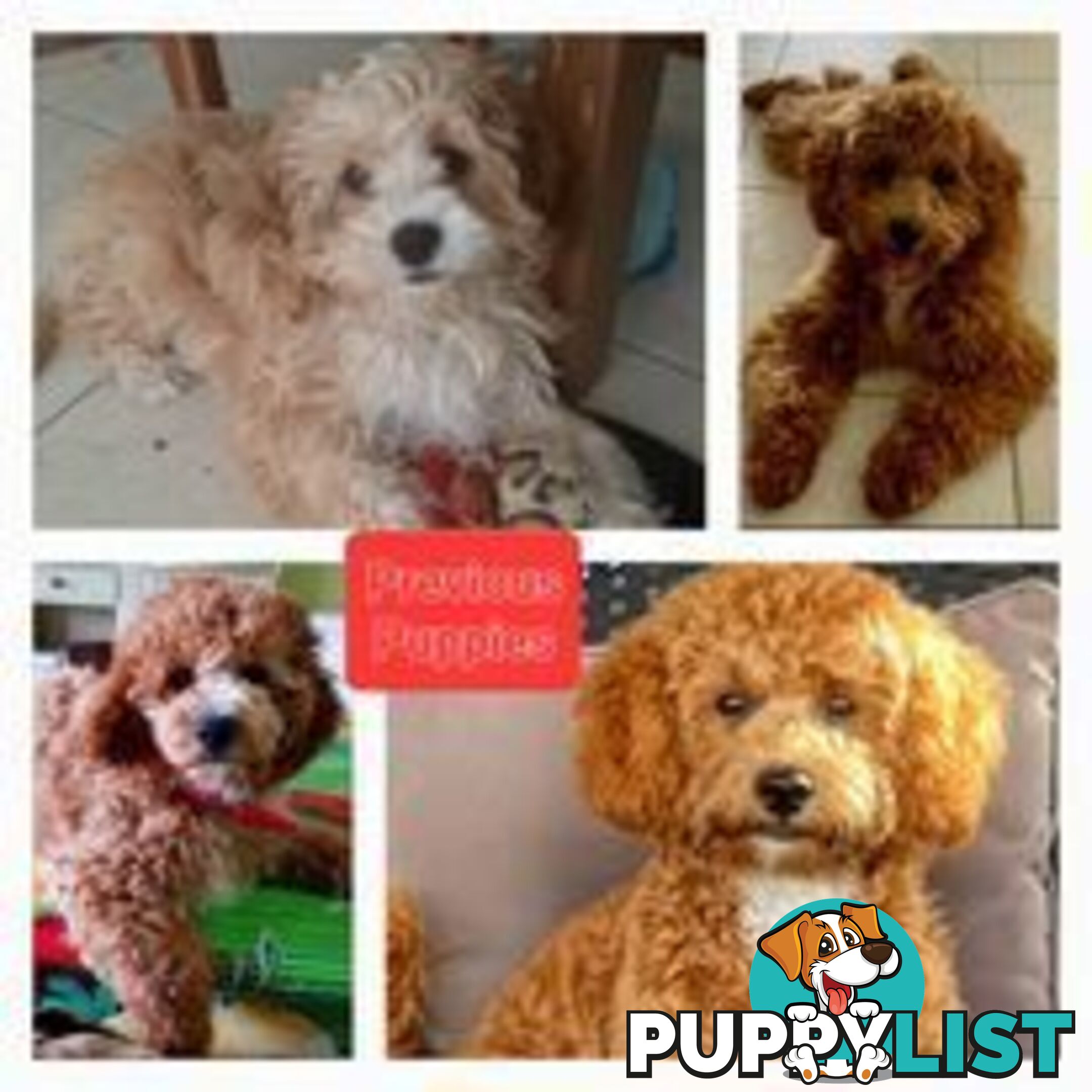 Stud dog Red Toy Poodle stud services