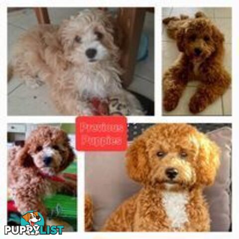 Stud dog Red Toy Poodle stud services