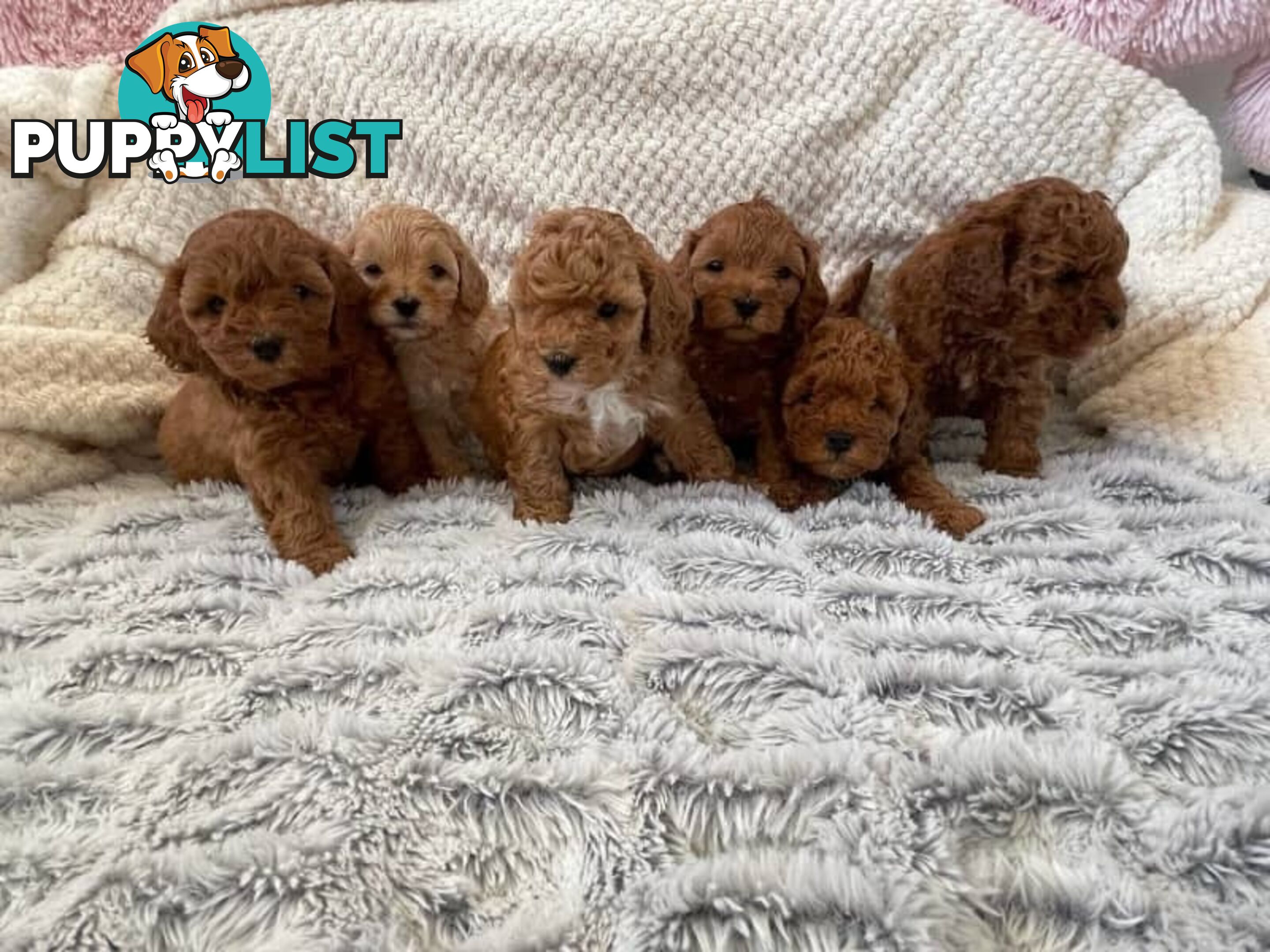 Stud dog Red Toy Poodle stud services