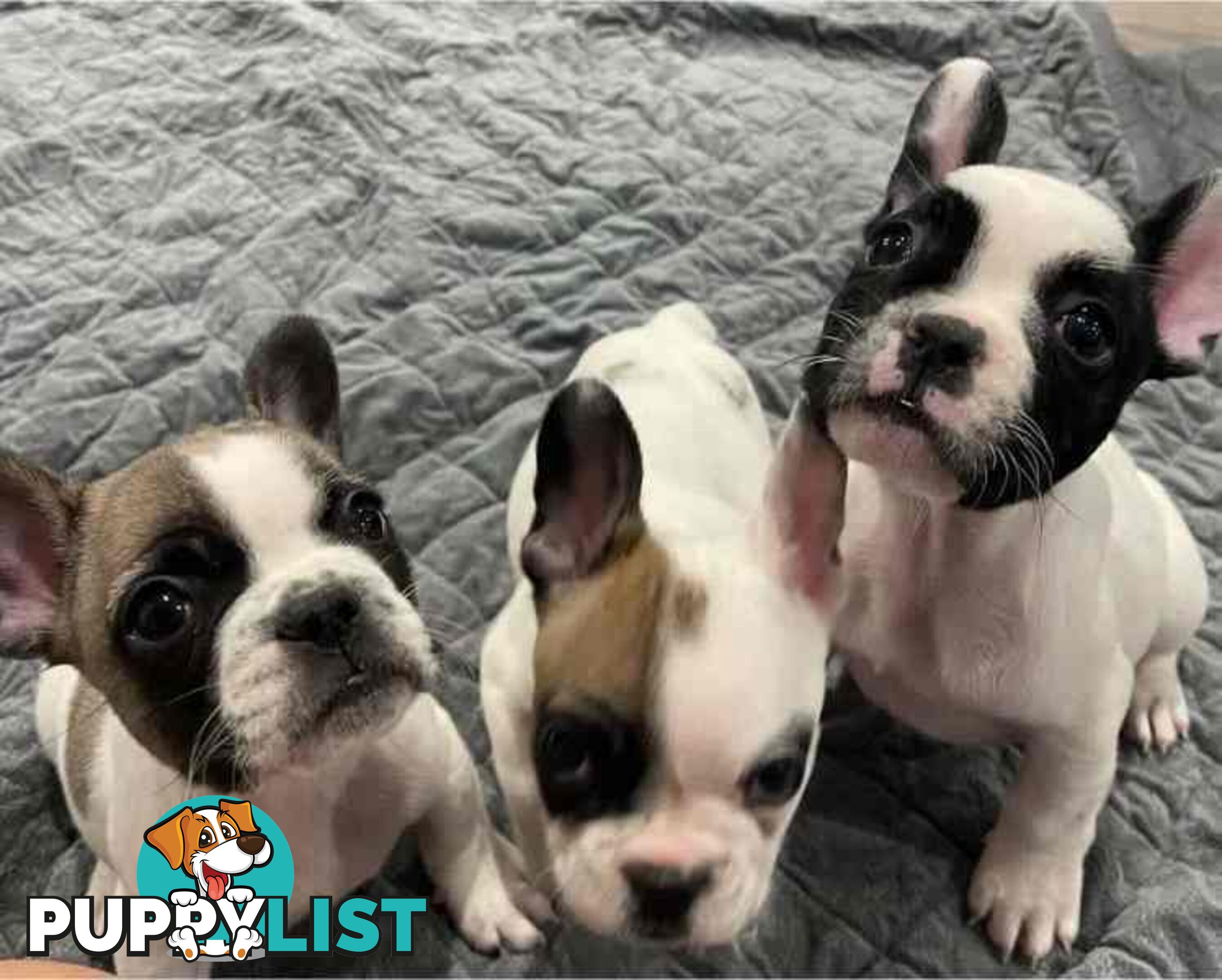 Frenchie puppies