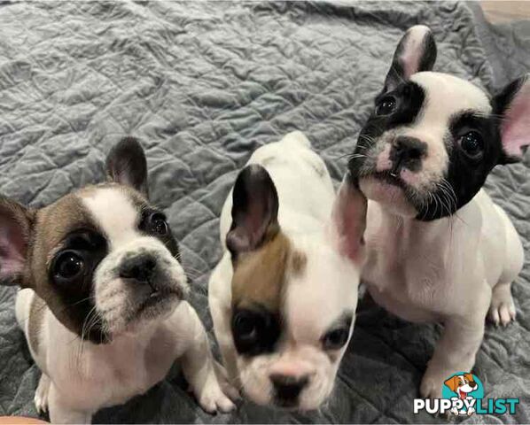 Frenchie puppies