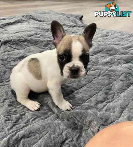 Frenchie puppies