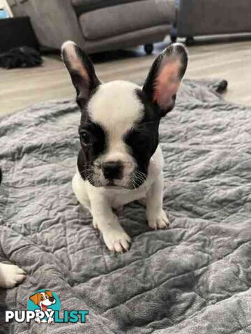 Frenchie puppies