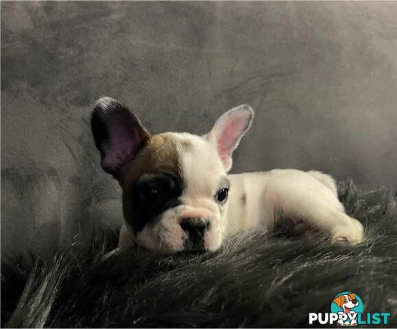 Frenchie puppies