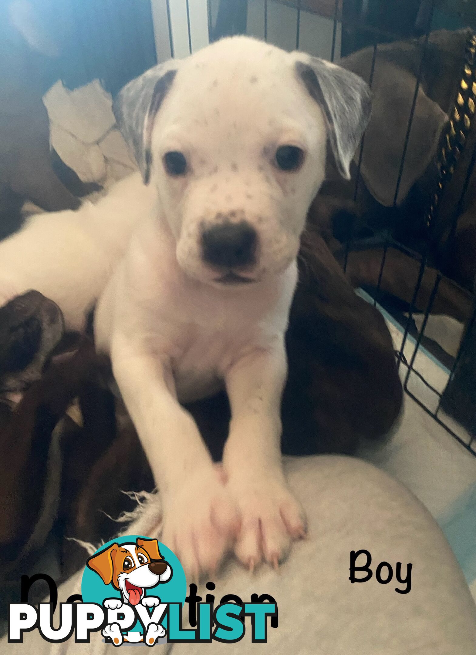 11 precious American Bulldog puppies