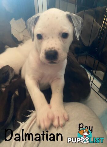 11 precious American Bulldog puppies