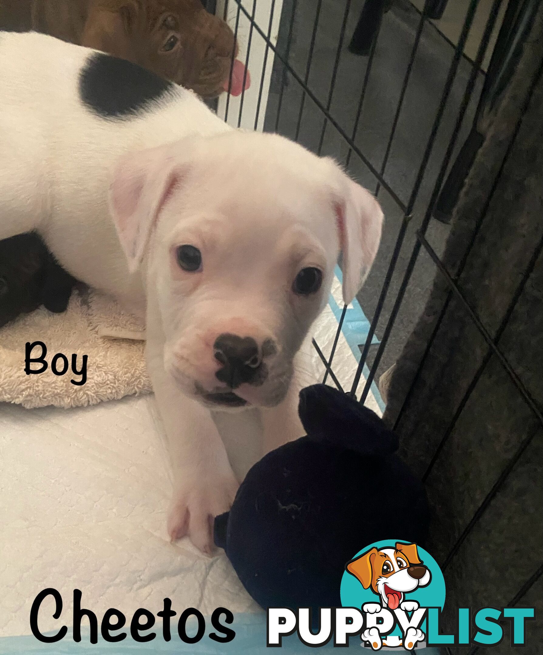 11 precious American Bulldog puppies