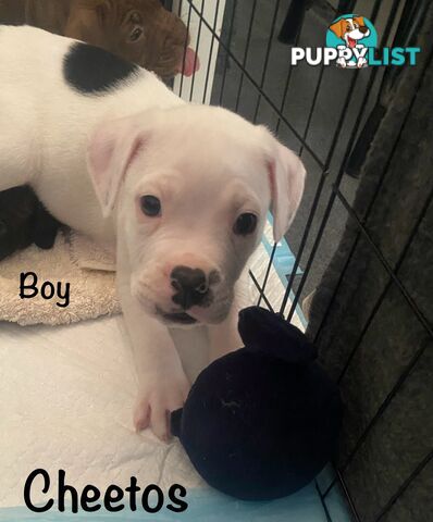 11 precious American Bulldog puppies