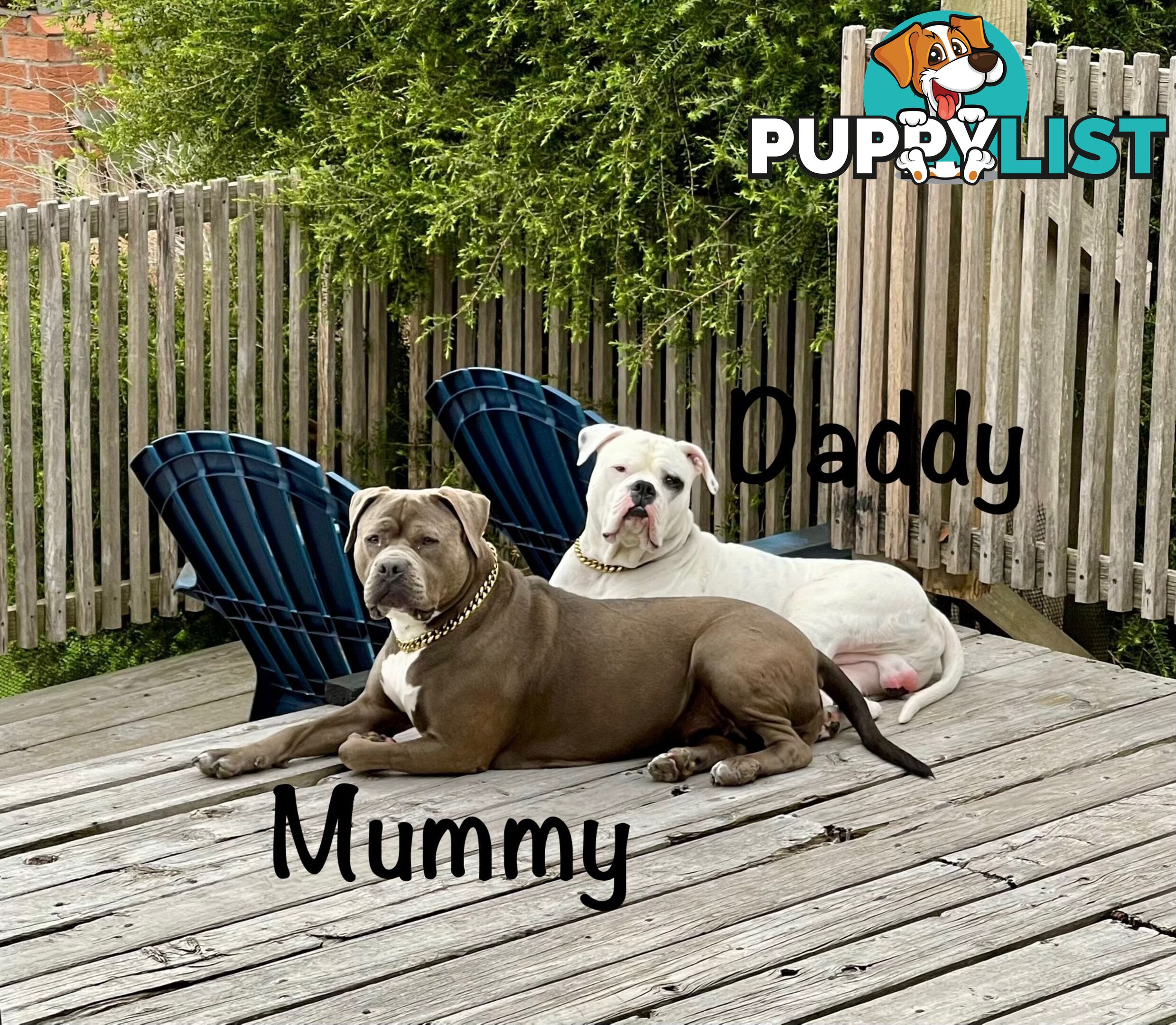 11 precious American Bulldog puppies
