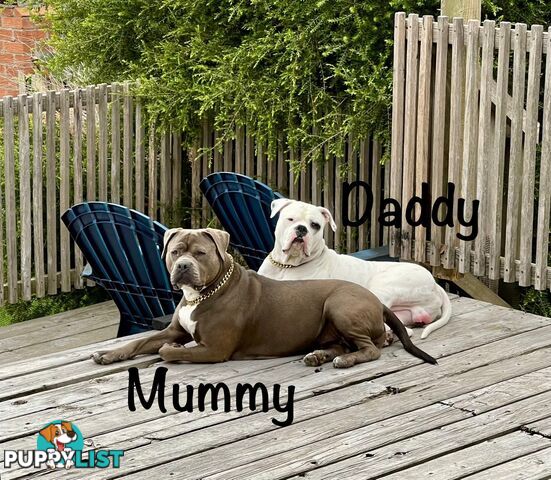 11 precious American Bulldog puppies
